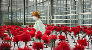 Image of the Little Joe gallery