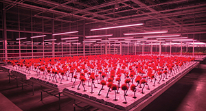 Image of the Little Joe gallery