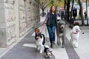 Image of the A Dog's Journey gallery